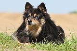 CHIEN FINNOIS DE LAPONIE 566